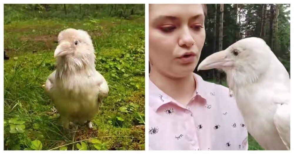 
        Белый ворон на прогулке    