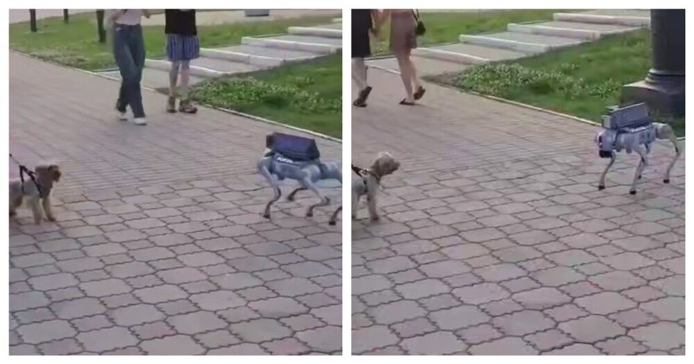 
        Собака познакомилась с робопсом    