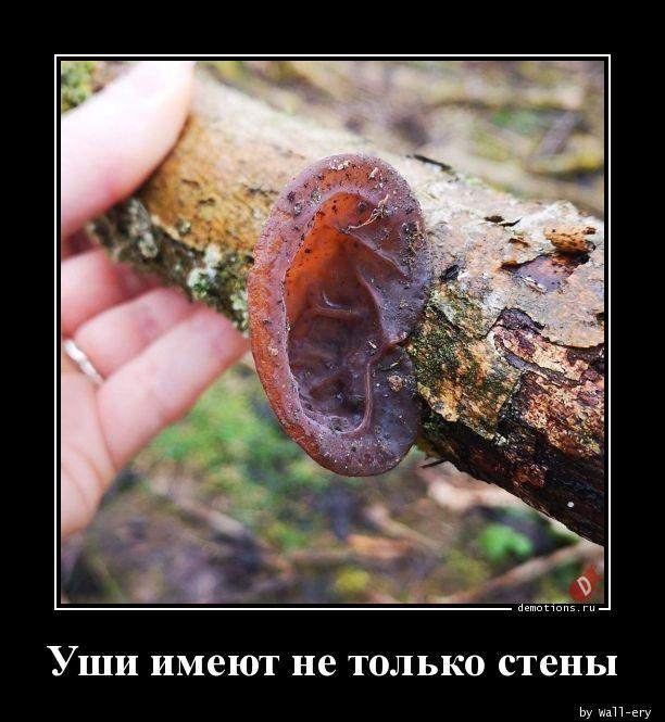 
			Демотиваторы №3688 (20 фото)