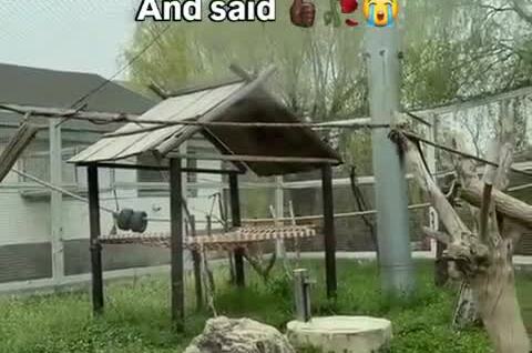 
        Очень умное животное    