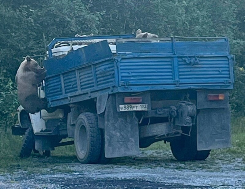 
        Медвежья ОПГ средь бела дня взяла под свой контроль грузовик    