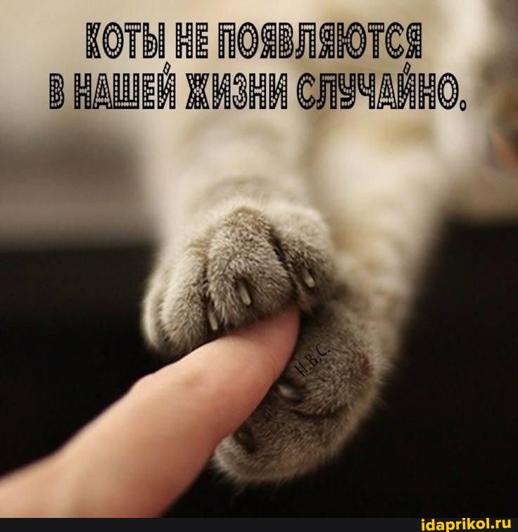 История №1534038