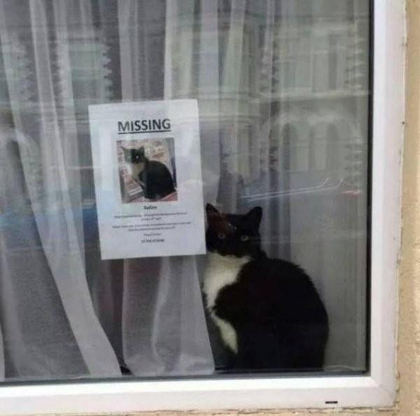 Фотоприколы с кошками