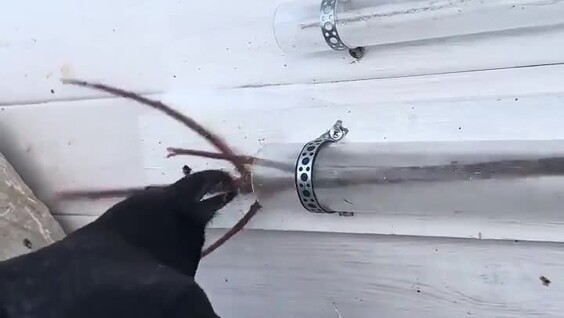 
        Очень умный ворон    