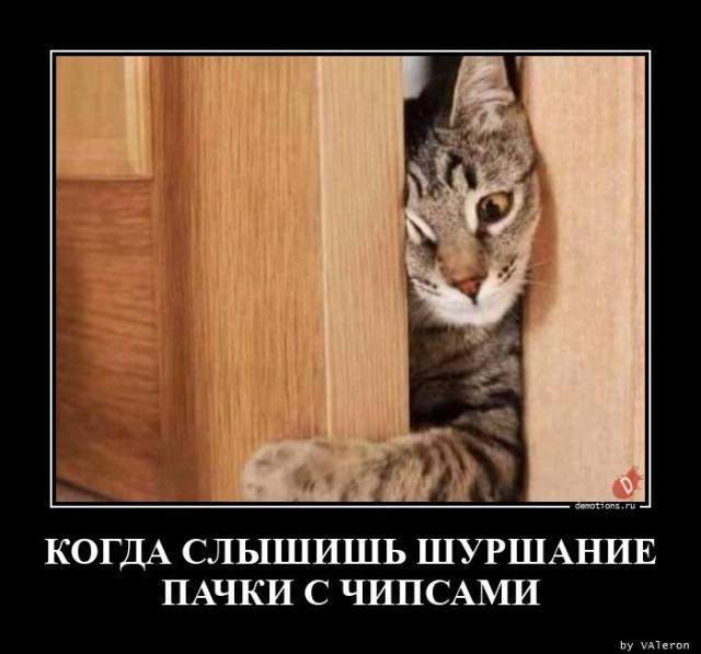 
			Демотиваторы №3688 (20 фото)