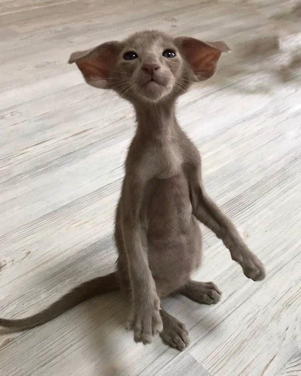 Фотоприколы с кошками