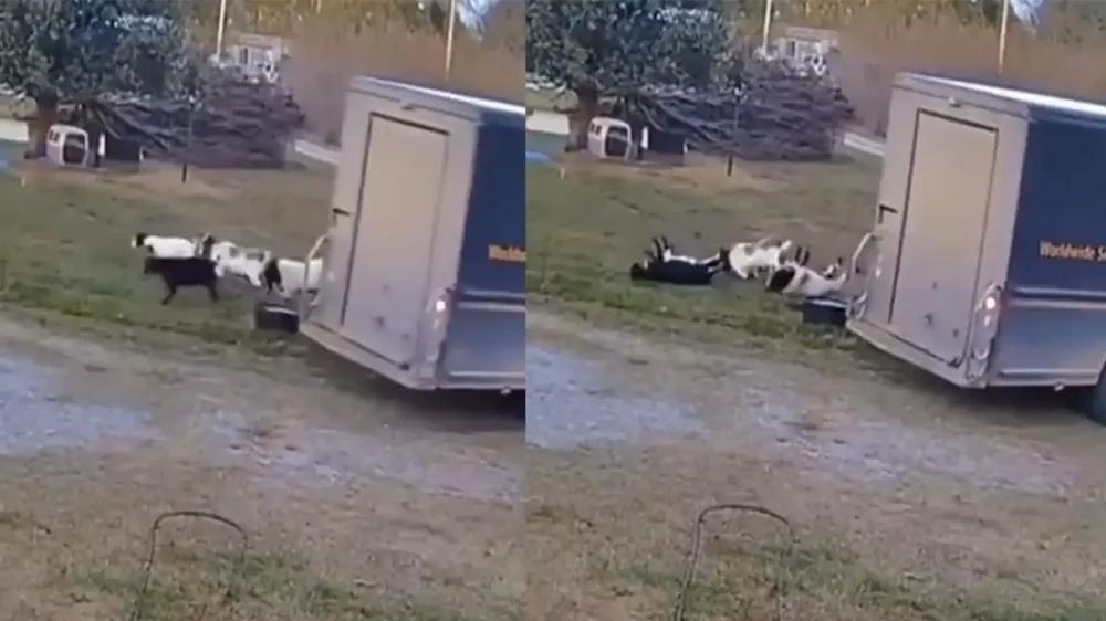 
        Актеры без «Оскара»: на видео сняли коз, «падающих в обморок» от испуга    