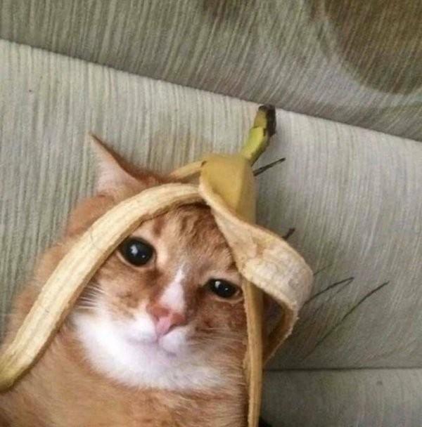 Фотоприколы с кошками
