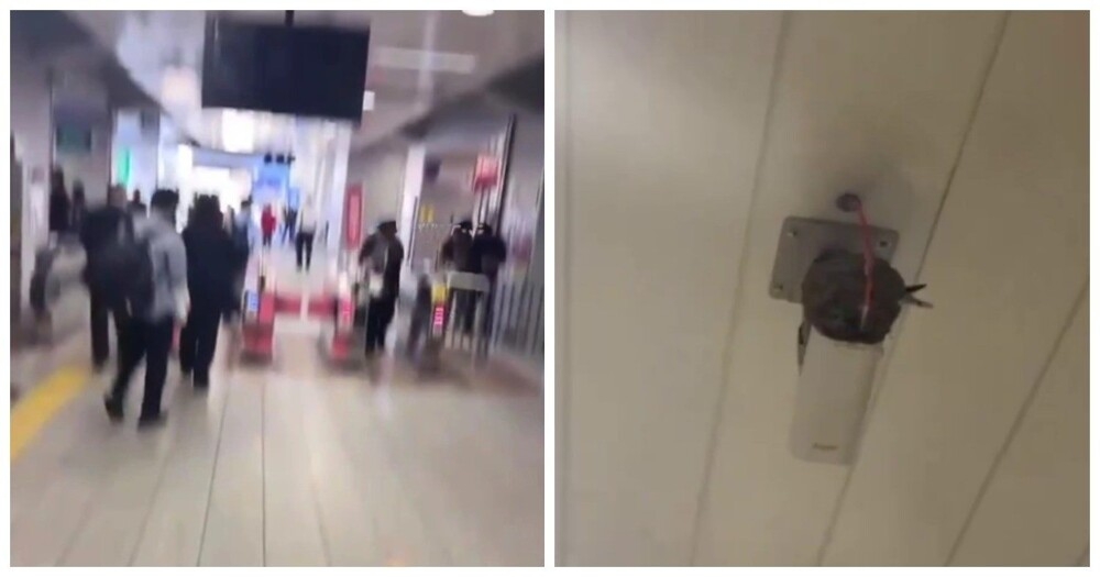 
        Ласточка свила гнездо в метро    