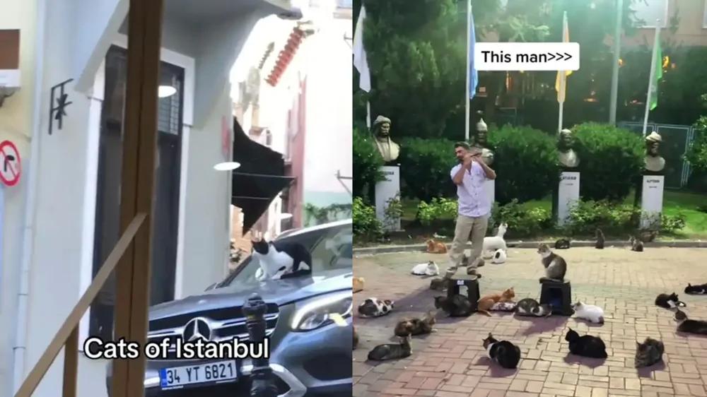
        Кошачья столица: подборка видео, показывающих обычные будни в Стамбуле    