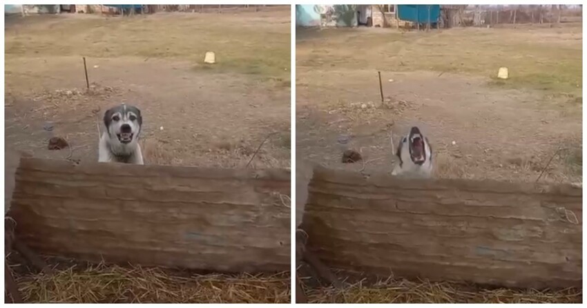 
        Пёс наказал провокатора    
