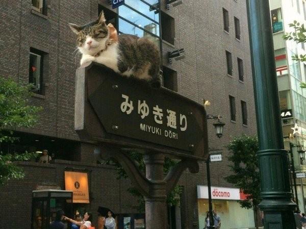 Фотоприколы с кошками
