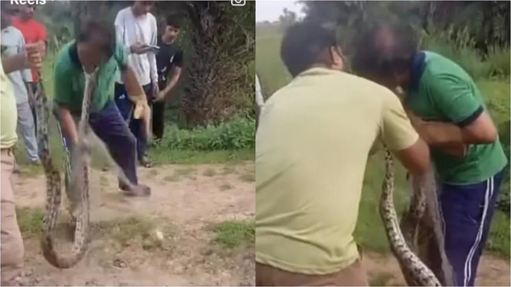 
        Нападение крупной змеи на мужчину попало на видео    