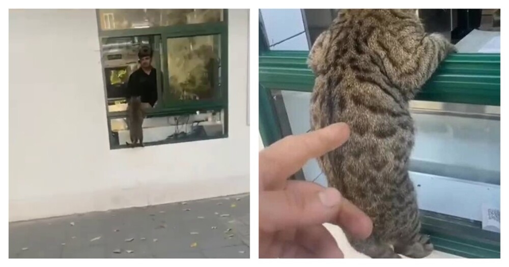 
        Кот пришёл за шаурмой    
