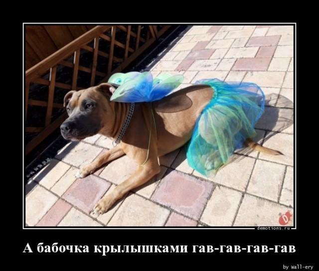 
			Демотиваторы №3679 (20 фото)