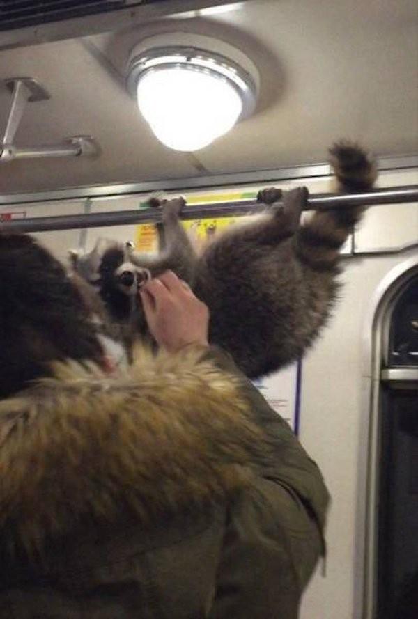 Метро чудачеств