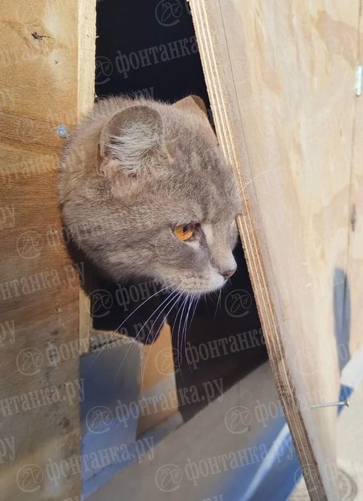 
        Кот просидел неделю без еды и воды в контейнере грузового судна    