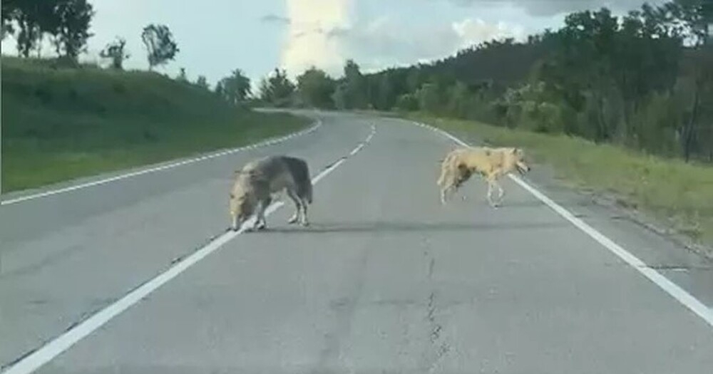 
        Волки вышли к людям в Амурской области    