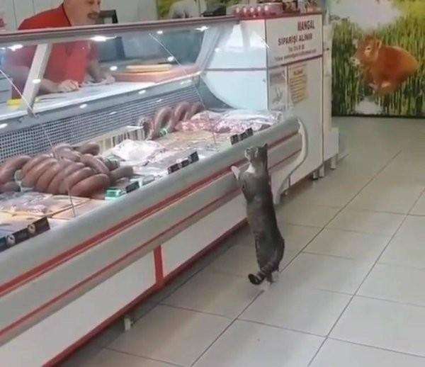Фотоприколы с кошками