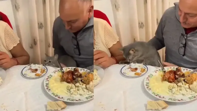
        Коту выделили отдельное место за столом    