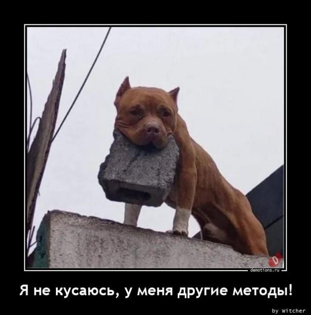 
			Демотиваторы №3676 (20 фото)