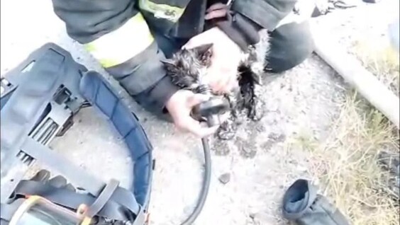 
        В Подмосковье пожарные спасли котенка, надышавшегося угарным газом    