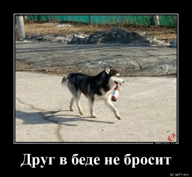 
			Демотиваторы №3695 (17 фото)