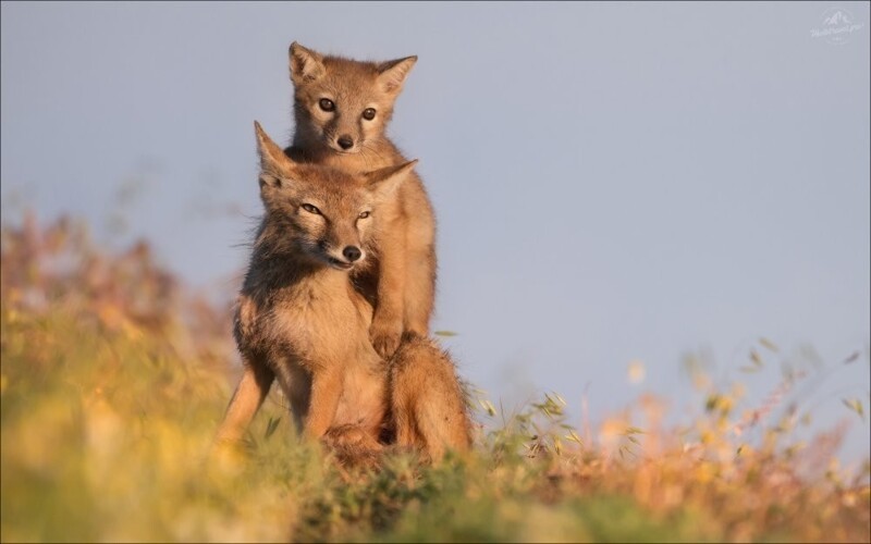 
        ФотоРу. Мир животных    