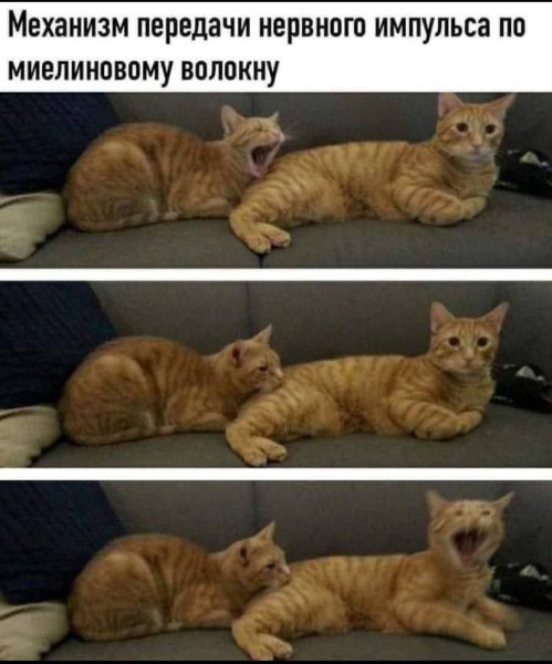 Мем №1541002