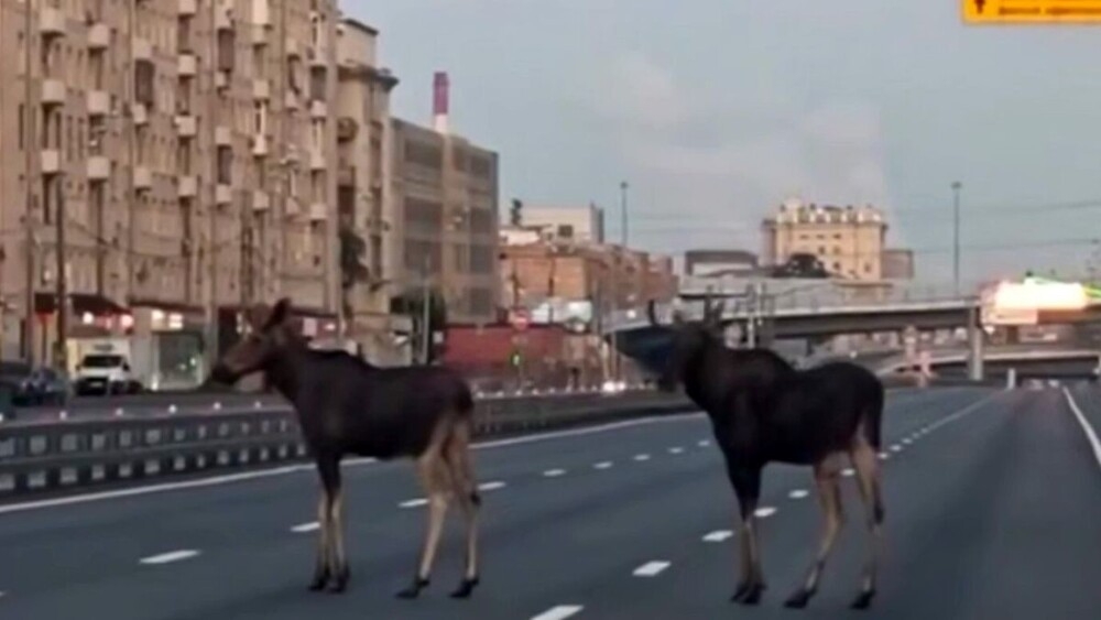 
        Лоси на несколько минут перекрыли шоссе в Москве    