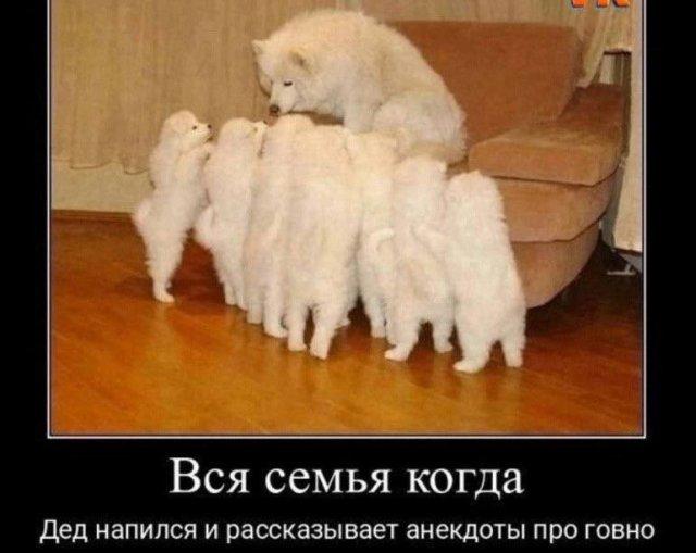 
			Демотиваторы №3699 (20 фото)