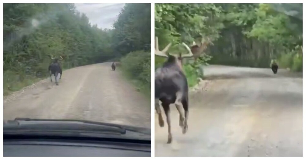 
        Все побежали, и я побежал: необычная погоня на Камчатке    