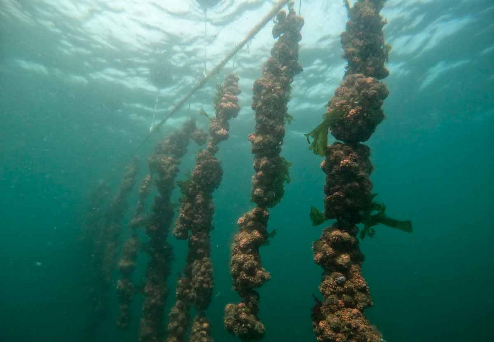 
        Живой камень: снаружи &mdash; булыжник, внутри &mdash; мясо    