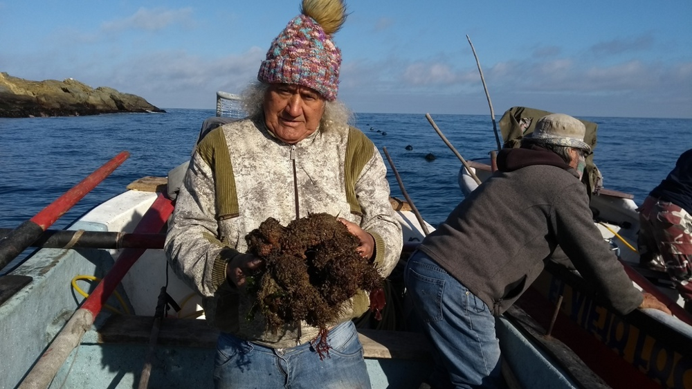 
        Живой камень: снаружи &mdash; булыжник, внутри &mdash; мясо    