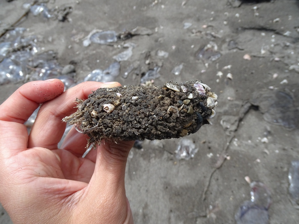 
        Живой камень: снаружи &mdash; булыжник, внутри &mdash; мясо    