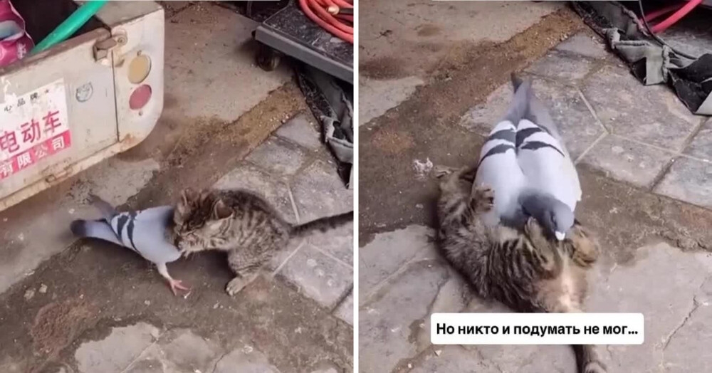 
        Котёнок играет с голубем, с которым они вместе выросли    