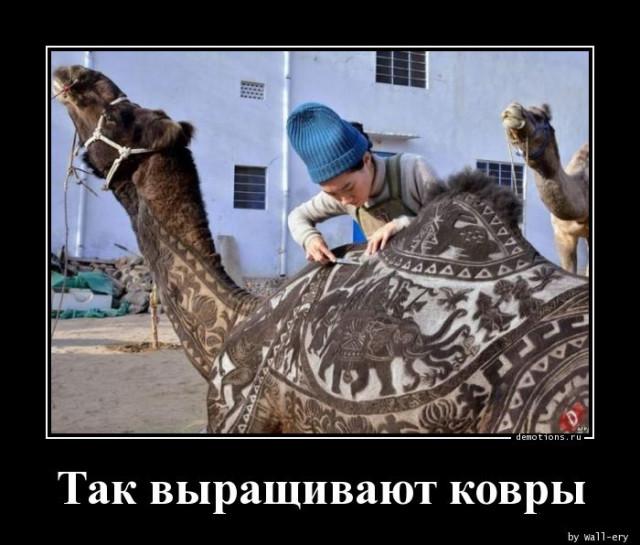 
			Демотиваторы №3717 (15 фото)