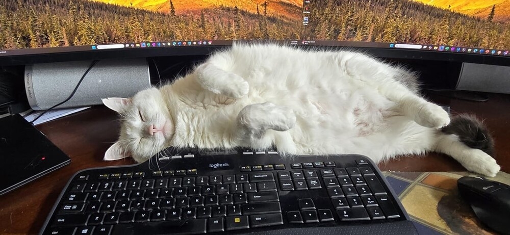 
        Кошачьи будни: 25 умилительных моментов, демонстрирующих, что коты делают что и когда хотят    