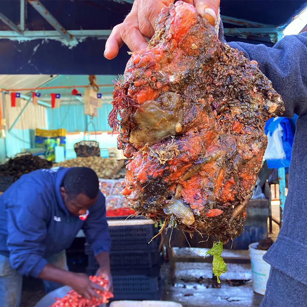 
        Живой камень: снаружи &mdash; булыжник, внутри &mdash; мясо    