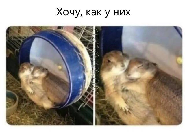 Прикольные мемы для любителей животных