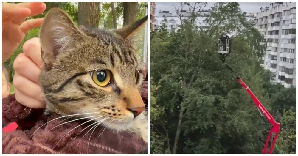 
        В Подмосковье спасли кота, который два дня просидел на дереве    