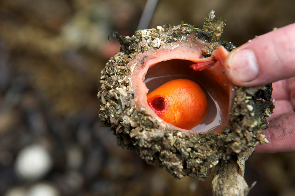 
        Живой камень: снаружи &mdash; булыжник, внутри &mdash; мясо    