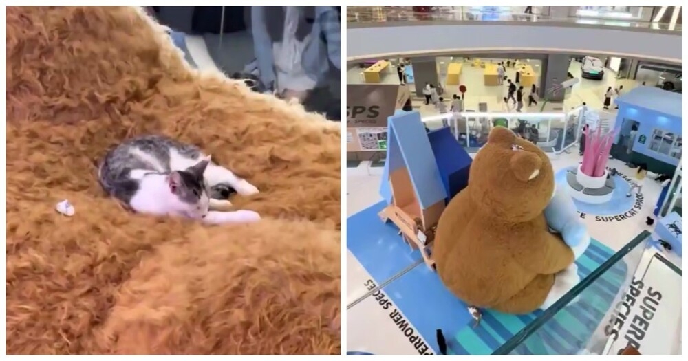 
        Кошка нашла для себя идеальную лежанку    