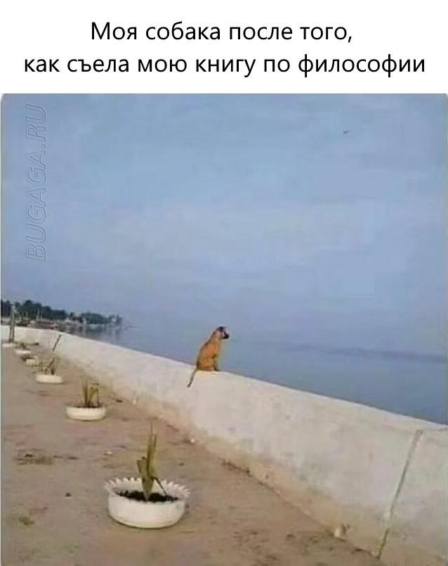 Прикольные мемы для любителей животных