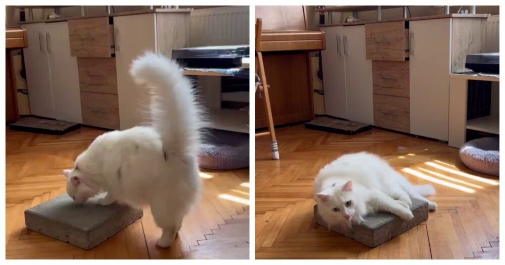 
        Коты любят бетонные плитки    