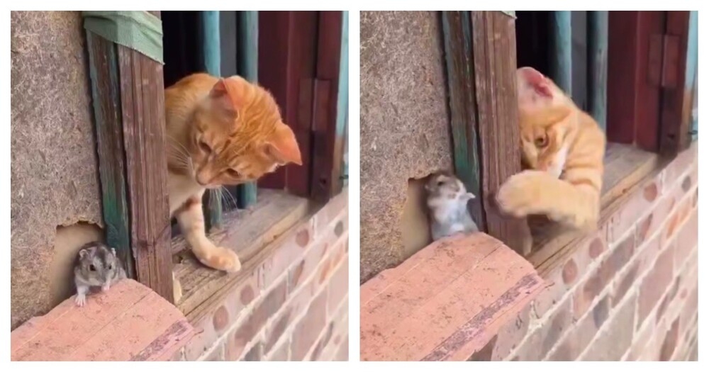 
        Кот пытается добраться до мыши    