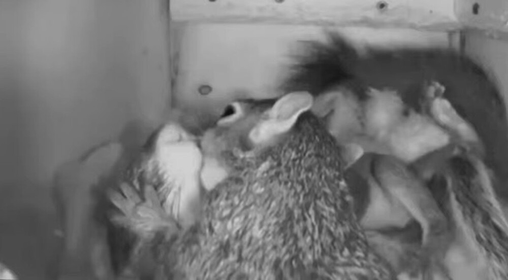 Белки целуются в своём доме
Белки целуются в своём доме