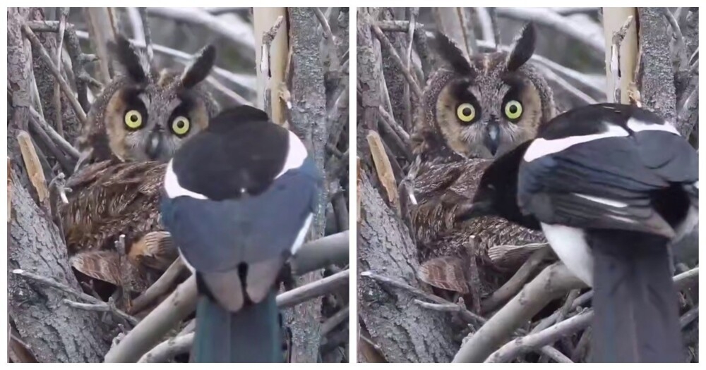 
        Сорока разбудила сову    