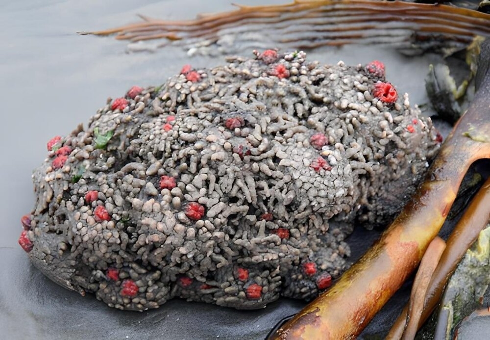 
        Живой камень: снаружи &mdash; булыжник, внутри &mdash; мясо    