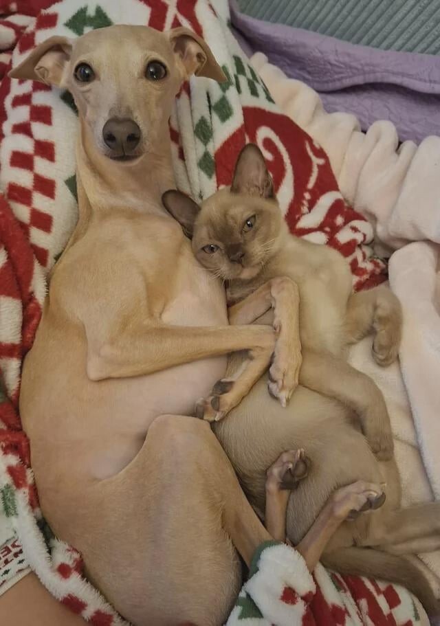 
        Кошачьи будни: 25 умилительных моментов, демонстрирующих, что коты делают что и когда хотят    